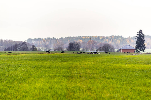 Una manada de vacas es pastado en un prado con hierba verde.. Holstein ganado frisón. A finales del otoño. Granja lechera. Podlasie, Polonia
. - Foto, Imagen