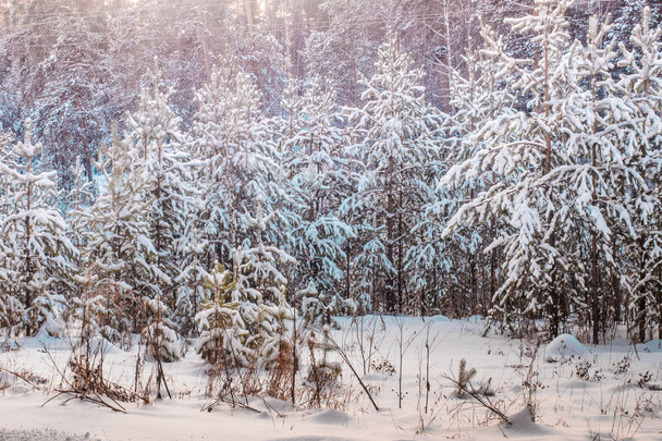 Frosty winter landscape in snowy forest. Fresh snow makes great atmosphere.  Magic sunset in the mountains a frosty day. On the eve of the holiday.  - Fotó, kép