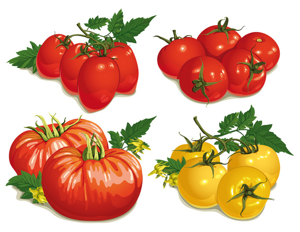 set of different varieties of tomatoes - Vektori, kuva