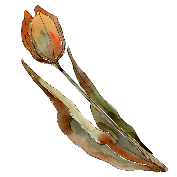 Oranje tulp. Floral botanische bloem. Geïsoleerde tulip illustratie element. Aquarel achtergrond afbeelding instellen. - Foto, afbeelding
