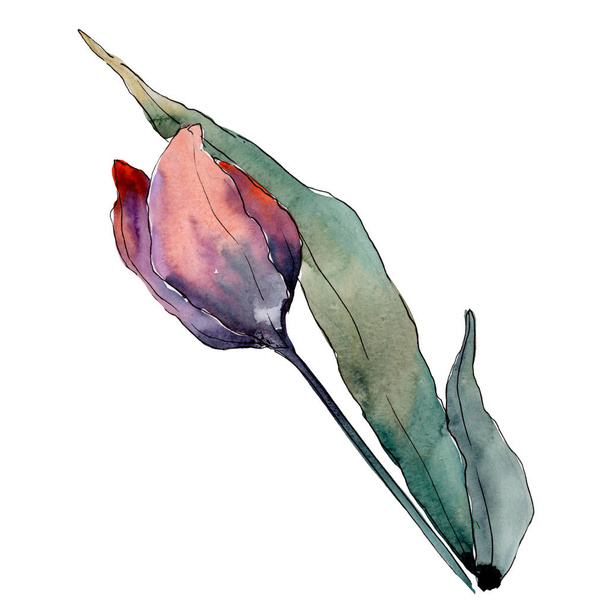 Rode tulp. Floral botanische bloem. Geïsoleerde tulip illustratie element. Aquarel achtergrond afbeelding instellen. - Foto, afbeelding