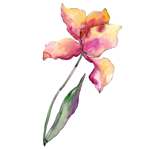 Pink yellow tulip. Floral botanical flower. Isolated tulip illustration element. Watercolor background illustration set. - Photo, Image
