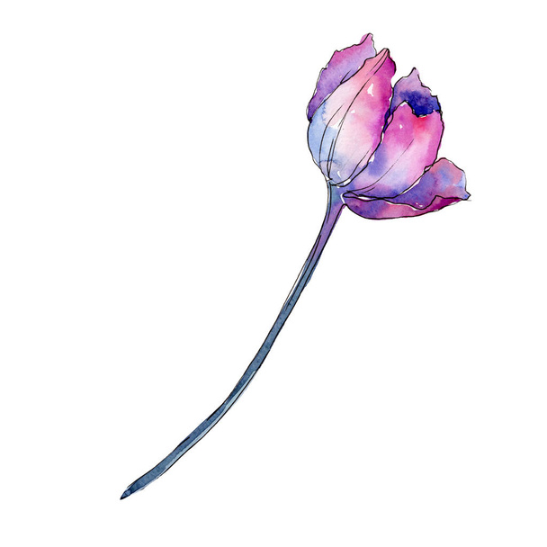Pink lila tulipán. Virágos botanikai virág. Elszigetelt tulip ábra elemet. Akvarell háttér illusztráció készlet. - Fotó, kép