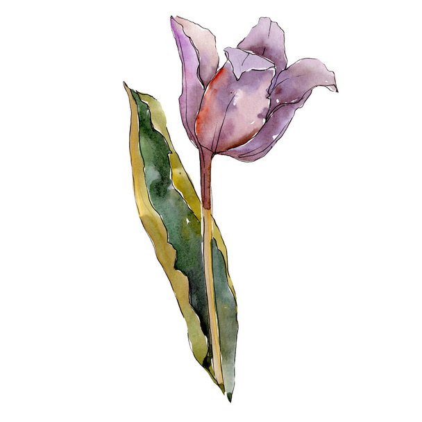 紫のチューリップ。花植物の花。分離されたチューリップの図要素。水彩画背景イラスト セット. - 写真・画像