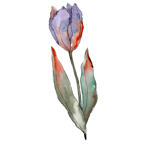 紫のチューリップ。花植物の花。分離されたチューリップの図要素。水彩画背景イラスト セット. - 写真・画像