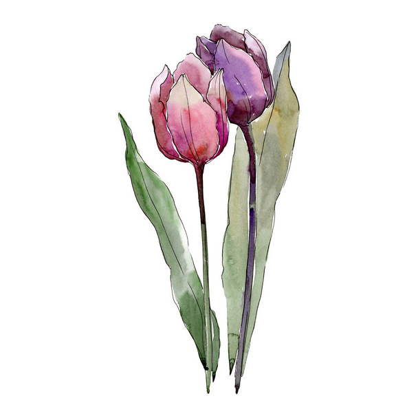 Fioletowe i czerwone tulipany. Botaniczny kwiat kwiatowy. Element ilustracja na białym tle tulip. Zestaw tle akwarela. - Zdjęcie, obraz
