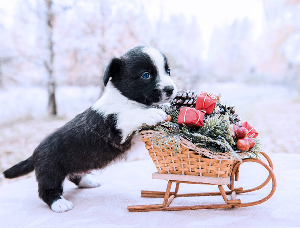 Corgi štěně s novoroční sáně s dárky na pozadí zimní - Fotografie, Obrázek