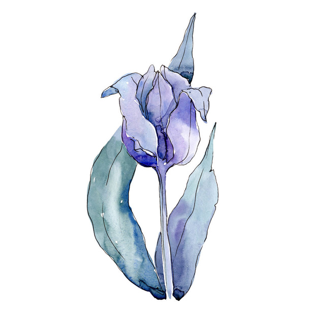 Фиолетовый тюльпан. Цветочный ботанический цветок. Изолированный элемент иллюстрации тюльпанов. Акварельный набор иллюстраций
. - Фото, изображение