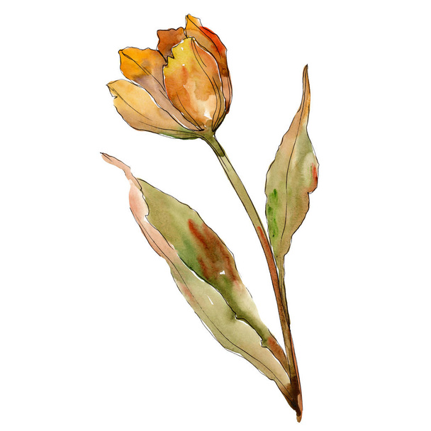 Πορτοκαλί τουλίπα. Floral βοτανικό λουλούδι. Απομονωμένη τουλίπα εικόνα στοιχείο. Ακουαρέλα φόντο εικόνα σετ. - Φωτογραφία, εικόνα