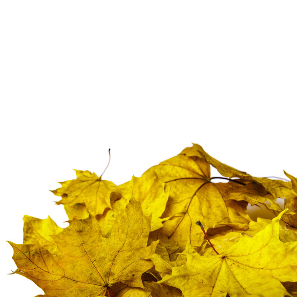 Pile of autumn leaves isolated on white background. Colorful maple leaves. Foliage. - Photo, Image