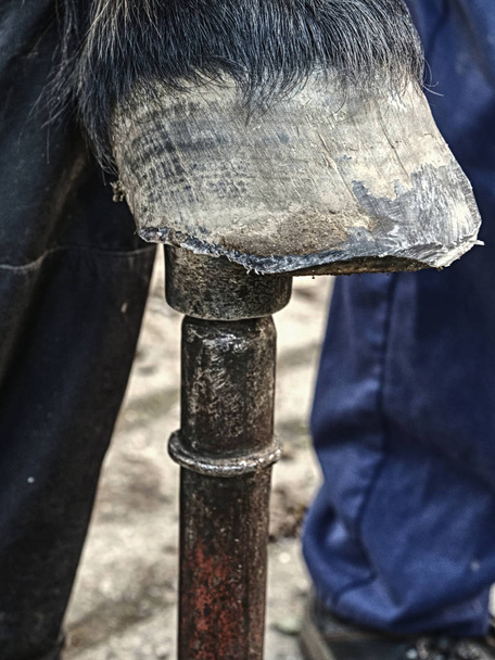 Hufe nach Schmied-Pflege. Detail eines ungehobelten Pferdehufs. Hufeisen ohne Hufeisen aus nächster Nähe - Foto, Bild