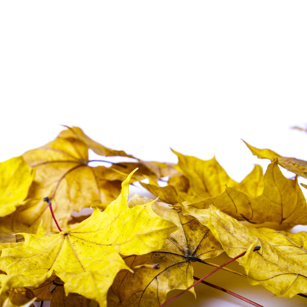 Pile of autumn leaves isolated on white background. Colorful maple leaves. Foliage. - Photo, Image