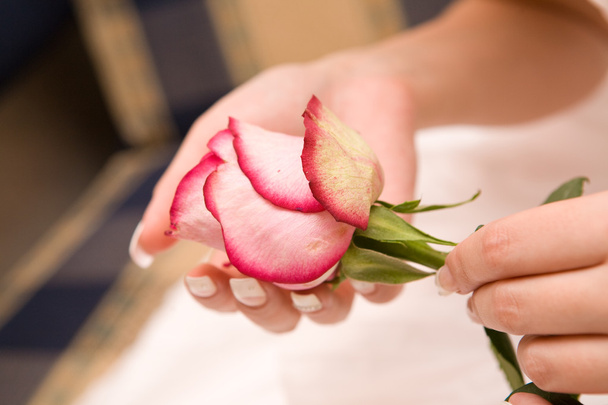 rose in hand - Photo, image