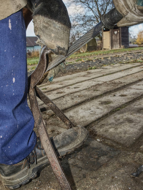 Blacksmith using rasp,  hoof knife and hoof cut nippers. Clearing of hind horse hoof hold in holder. - Photo, Image