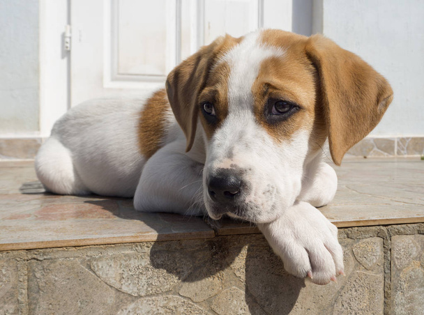 Красно-белый щенок большой собаки с красивыми грустными глазами
 - Фото, изображение