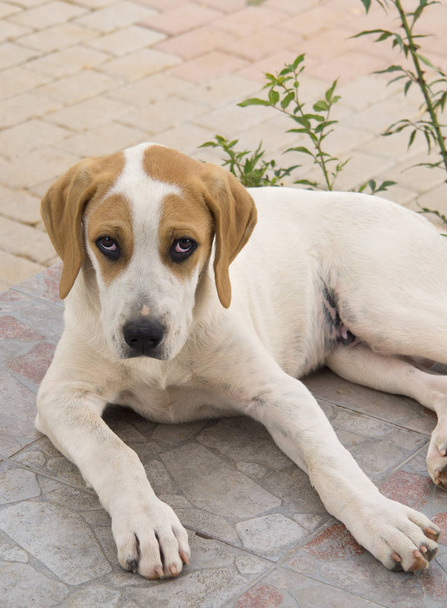 Cucciolo bianco-rosso di un cane grande con begli occhi tristi
 - Foto, immagini