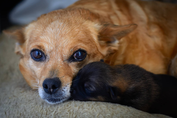 Pasgeboren pup met moeder. Het concept van moederinstinct - Foto, afbeelding