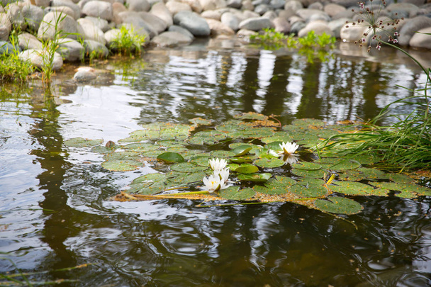Water lilies in the city pond - Photo, Image