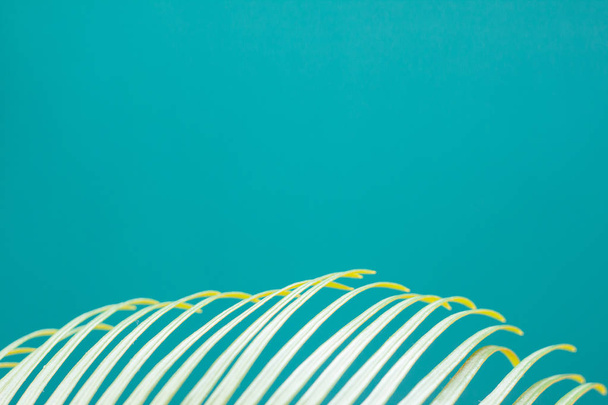 Feuilles de palmier tropical sur fond turquoise. Concept minimal. Pose plate
. - Photo, image