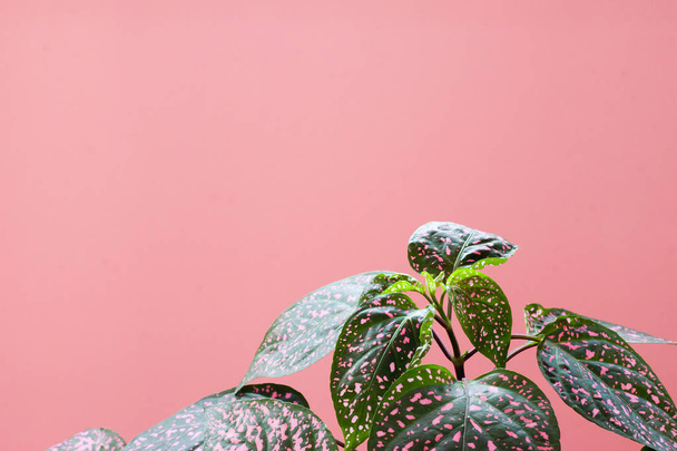Colorful plant on pink background. Minimal creative stillife. Flat lay - Φωτογραφία, εικόνα