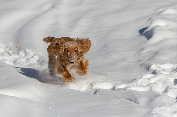 Чистый счастливый английский кокер-спаниель собака играет и работает в свежевыпавший пыльный и пушистый снег
 - Фото, изображение