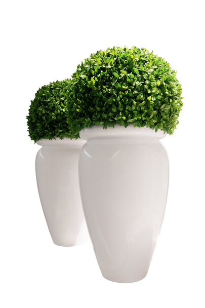 Vasen mit Buxus isoliert über Weiß - Foto, Bild