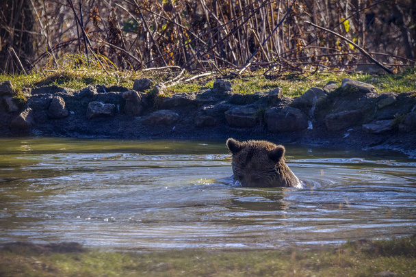 Europejski niedźwiedź brunatny (Ursus arctos arctos) korzystających z kąpieli. Wspólne niedźwiedź brunatny, pływanie. - Zdjęcie, obraz