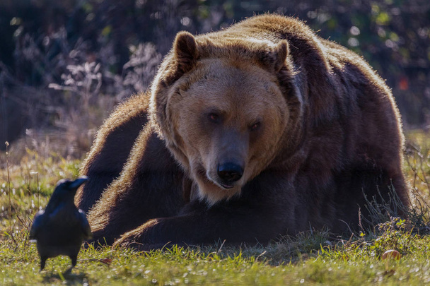 Europejski niedźwiedź brunatny, spoczywa na ziemi (Ursus arctos) - Zdjęcie, obraz