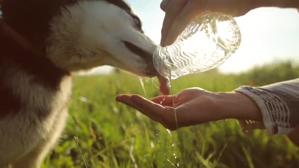 Dog drinking water from the hands of the owner. Water is poured in a thin stream into the palm. Slow motion - Felvétel, videó