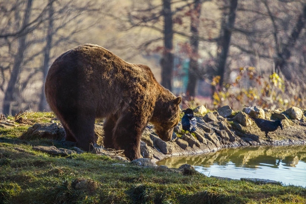 Europejski niedźwiedź brunatny (Ursus arctos arctos) korzystających z kąpieli. Wspólne niedźwiedź brunatny, pływanie. - Zdjęcie, obraz