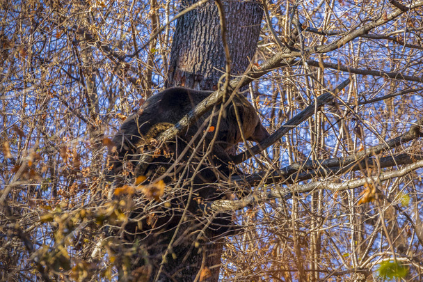 Бурый медведь, ursus arctos, на дереве в лесу
 - Фото, изображение
