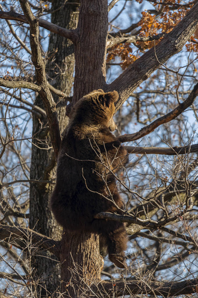 Ours brun, ursus arctos, sur un arbre dans la forêt
 - Photo, image