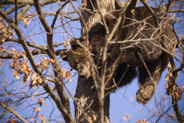 Urso castanho, ursus arctos, numa árvore na floresta
 - Foto, Imagem