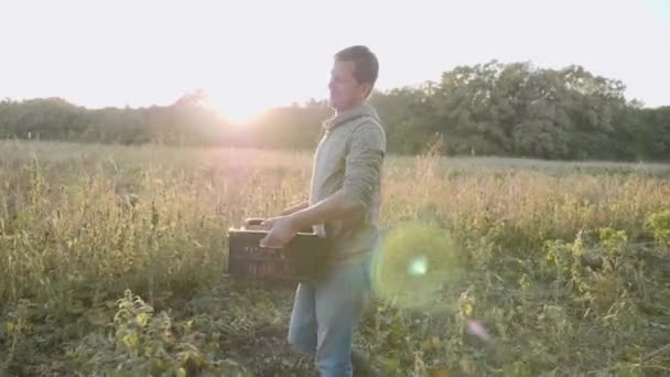 Farmer carrying the box with sweet potato at field - Кадри, відео