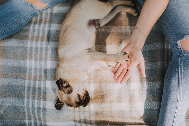 Puppy pug is sleeping on cover near his female owner - Zdjęcie, obraz