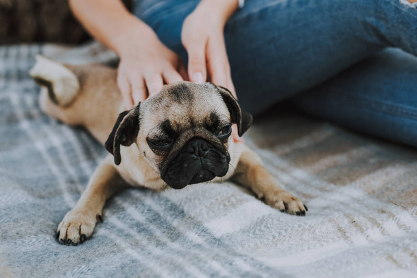 Pug puppy is relaxing on plaid with his owner - Φωτογραφία, εικόνα