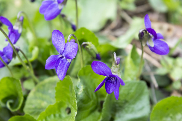 blue wild violet flower plant - Photo, Image