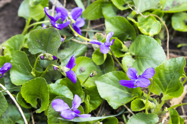 mavi yabani menekşe çiçek bitki - Fotoğraf, Görsel
