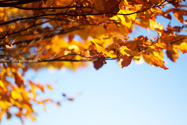 Fantastic sunny day - view of autumn golden tree with blue sky in the Carpathians - selective focus - Foto, Imagem