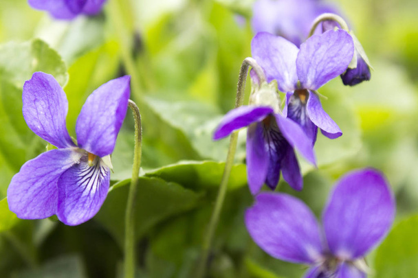青い野生紫花植物 - 写真・画像