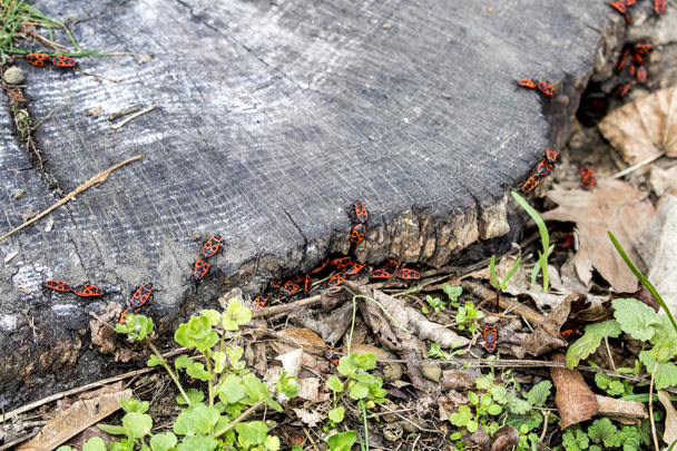 Pyrrhocoris apterus červený brouk - Fotografie, Obrázek