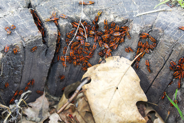 Pyrrhocoris apterus scarabée rouge
 - Photo, image