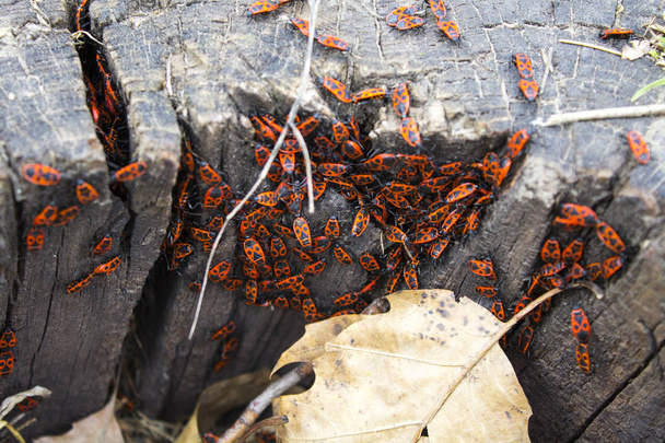 Pyrrhocoris apterus kırmızı beetle - Fotoğraf, Görsel