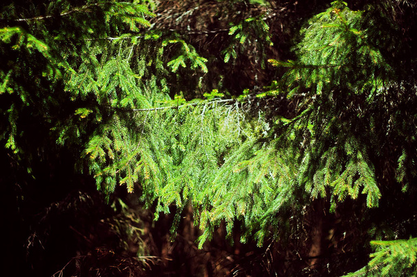 Gros plan de la branche de sapin à feuilles persistantes
 - Photo, image