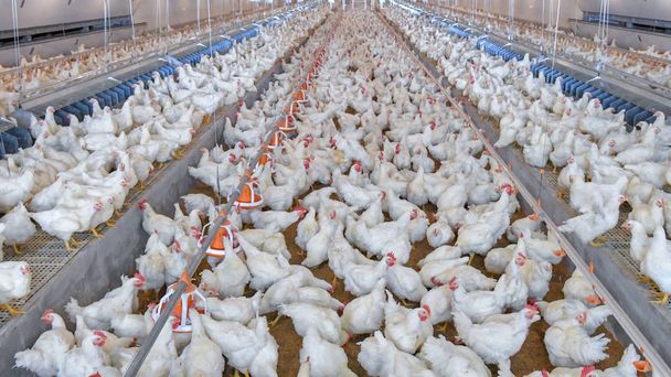 Poultry broiler farm business with group of white chickens in parent stock modern housing farm. - Photo, Image