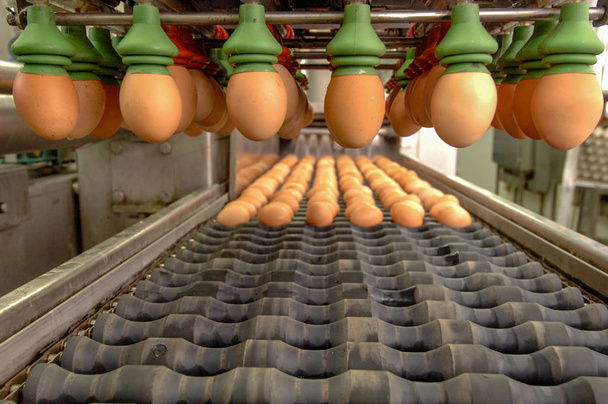 Fabbrica di uova sulla selezione del processo e la classificazione della linea di produzione con uova fresche si preparano per il pacchetto in Automate Food Processing Plant
. - Foto, immagini