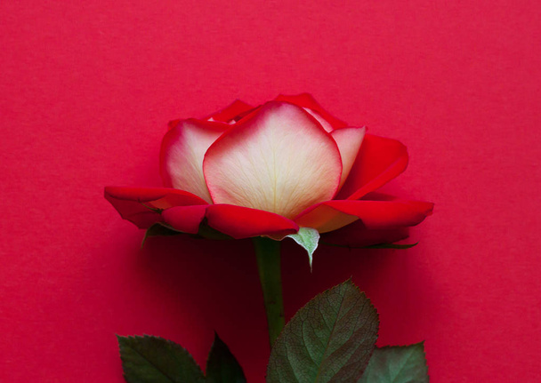 Piękna czerwona róża na czerwonym tle - Zdjęcie, obraz