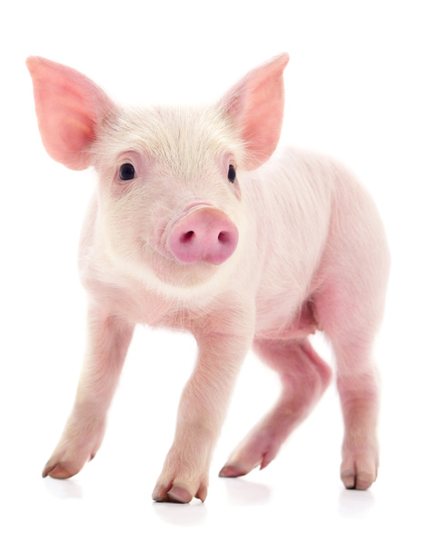 Μικρό ροζ γουρούνι που είναι απομονωμένο σε λευκό φόντο. - Φωτογραφία, εικόνα