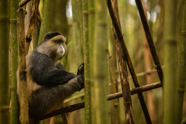 Vadrózsákat és nagyon ritka arany majom a bambusz erdő. Egyedi és veszélyeztetett állatok közelről, az élőhely természetvédelmi. Afrikai vadon élő állatok. Gyönyörű és karizmatikus lény. Golden majom.  - Fotó, kép
