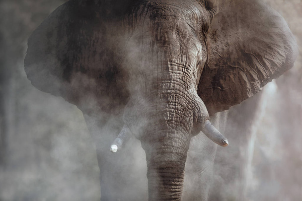 Uskomaton afrikkalainen elefantti, jolla on pölyä. Valtava norsumies kameran edessä. Luontokohtaus vaarallisen eläimen kanssa. Luontotyypin suuri syöksyhammas. Loxodonta africana
 - Valokuva, kuva